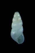 Chysallida&nbsp;juliae